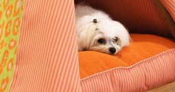 rchevebi romelic saxlshi dzaglis moyvanamde unda gaitvaliswinot