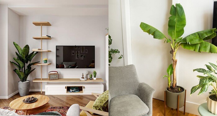 რომელი მცენარე არ უნდა შეიძინოთ თქვენი ინტერიერისთვის რომელი მცენარე არ უნდა შეიძინოთ თქვენი ინტერიერისთვის